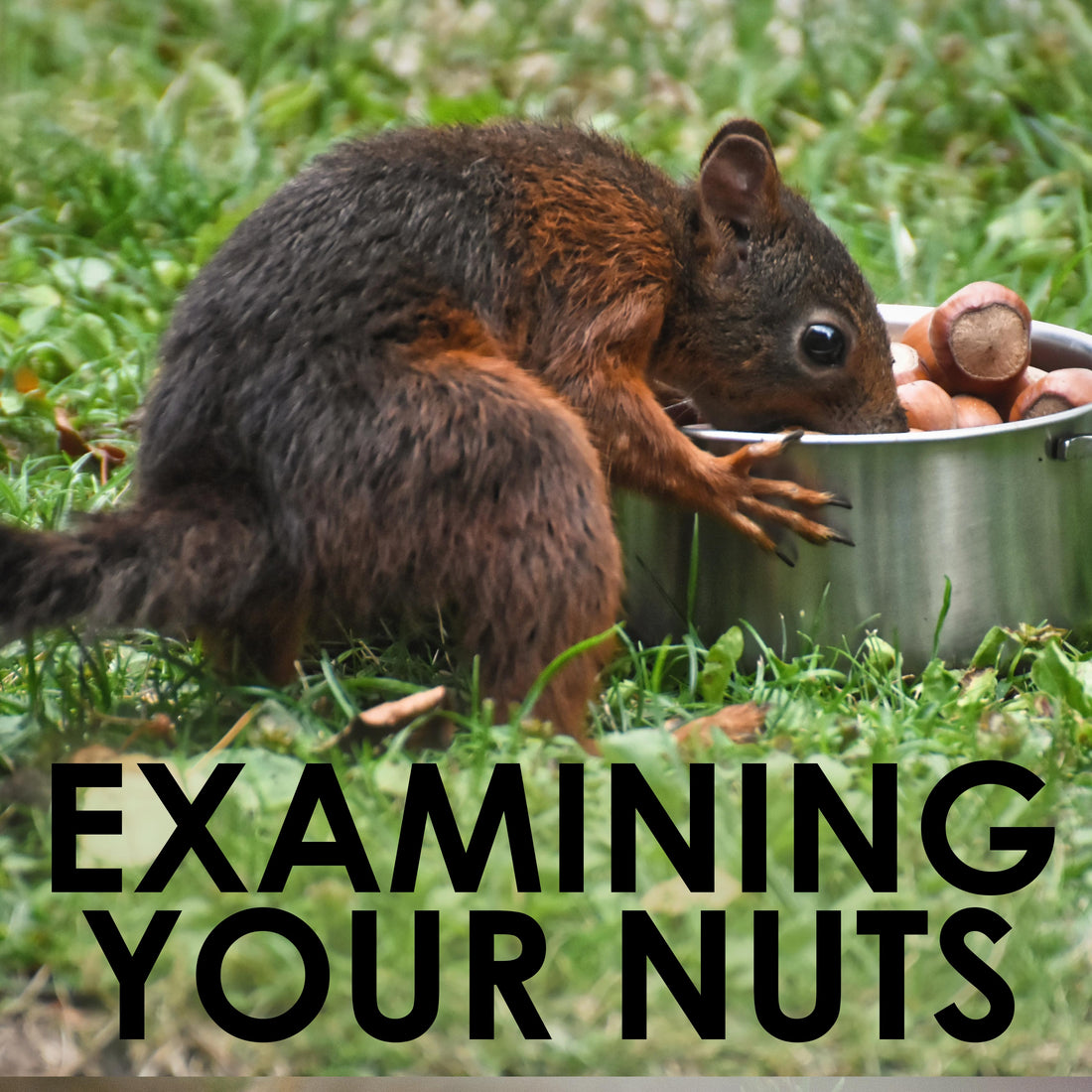 Examining Your Nuts