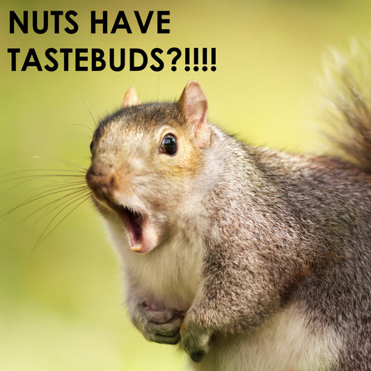 Testicles Can Taste?